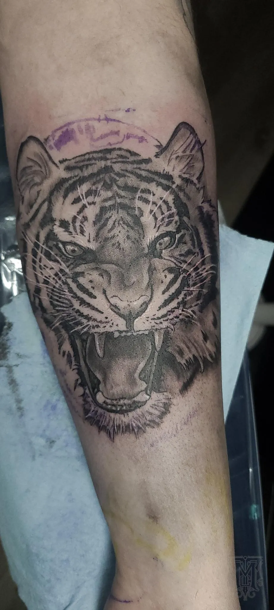 Black and grey roaring tiger portrait tattoo by Mickey Schlick in Missoula Montana