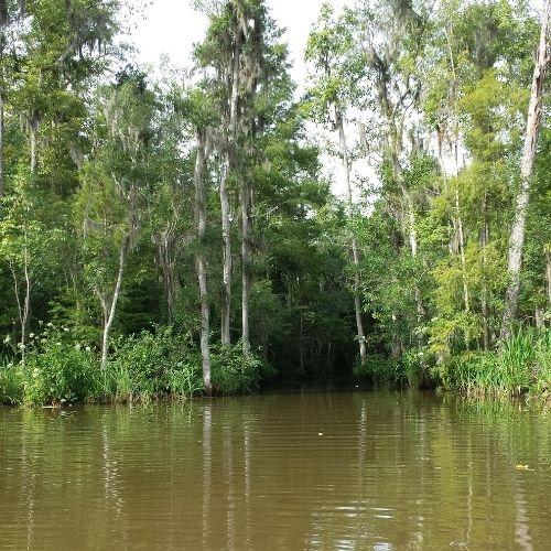 image of honey island swamp in slidell