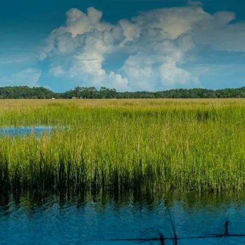 Big Branch Marsh National Wildlife Refuge