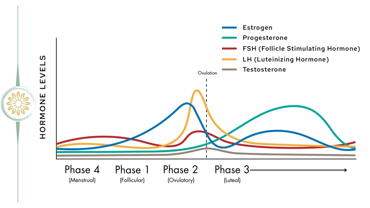 Hormone Chart