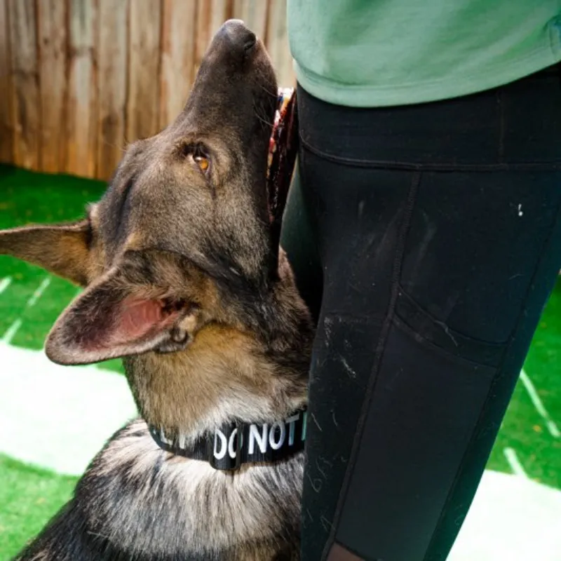 Dog training obedience
