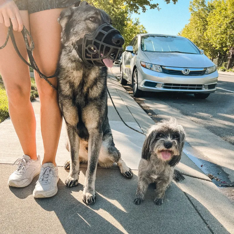 Dog training two dogs