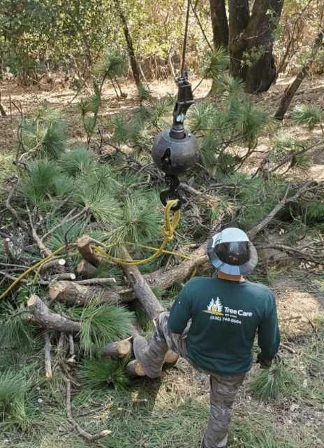 Discover the Benefits of Professional Tree Services in Placerville, CA