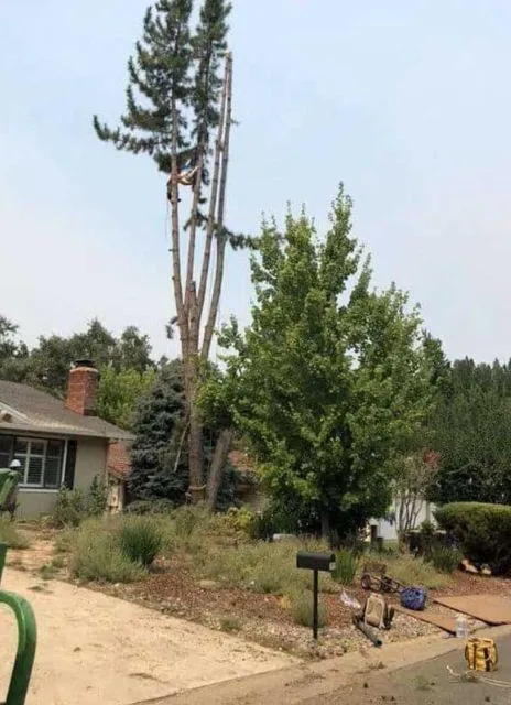 Revitalize Your Garden: Tree Trimming In El Dorado Hills, Ca