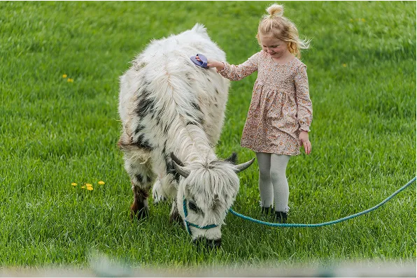 Kids playing with our mini cows at Big Rock Creek