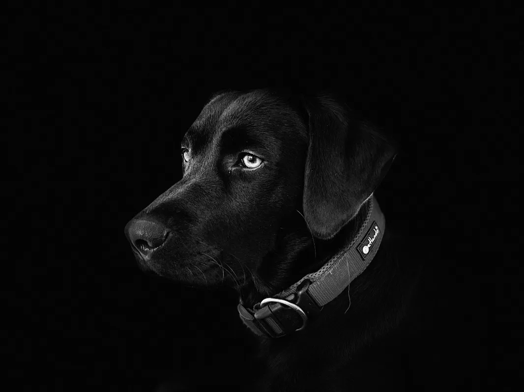 Portraitfoto Nataly Dannenberg Photography