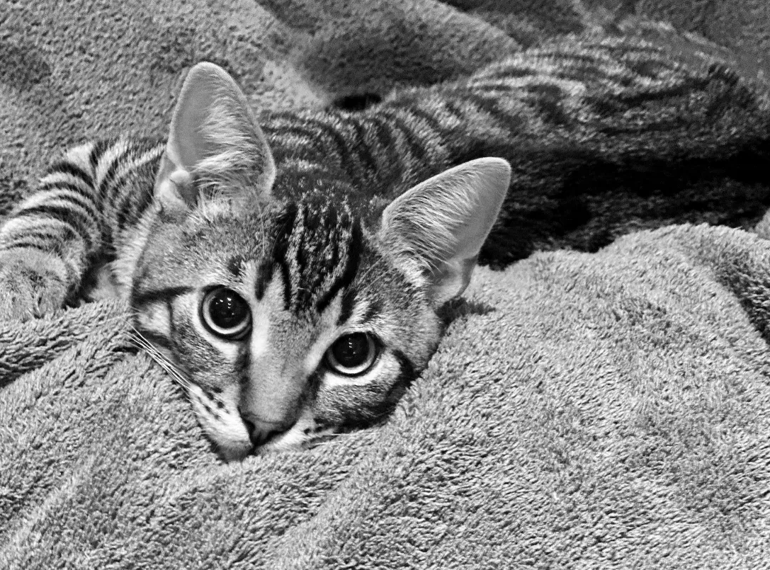 Newborn Fotos Dannenberg Photography