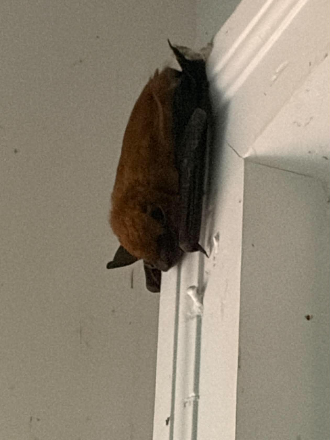 Monday Morning Started Off Bat Crazy
