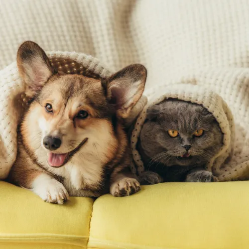 pet intuitive sessions