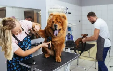 Dog Grooming