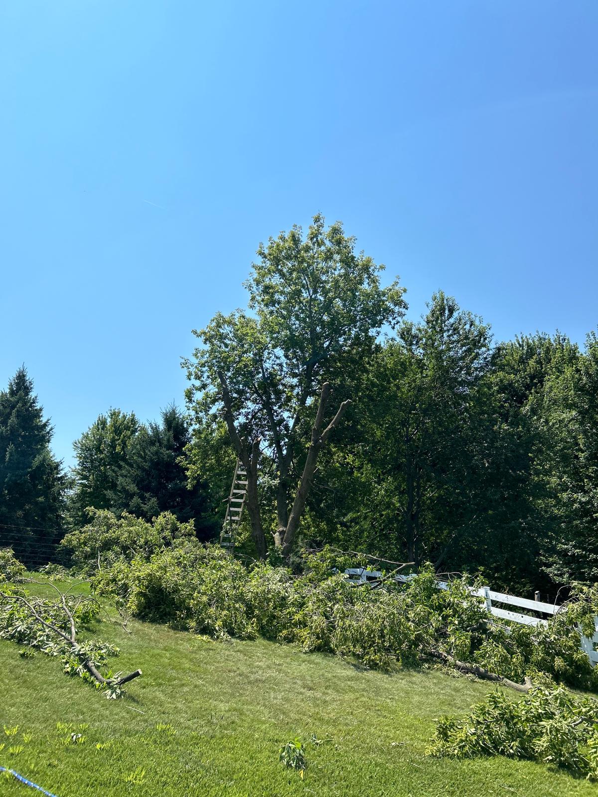 Tree Trimming