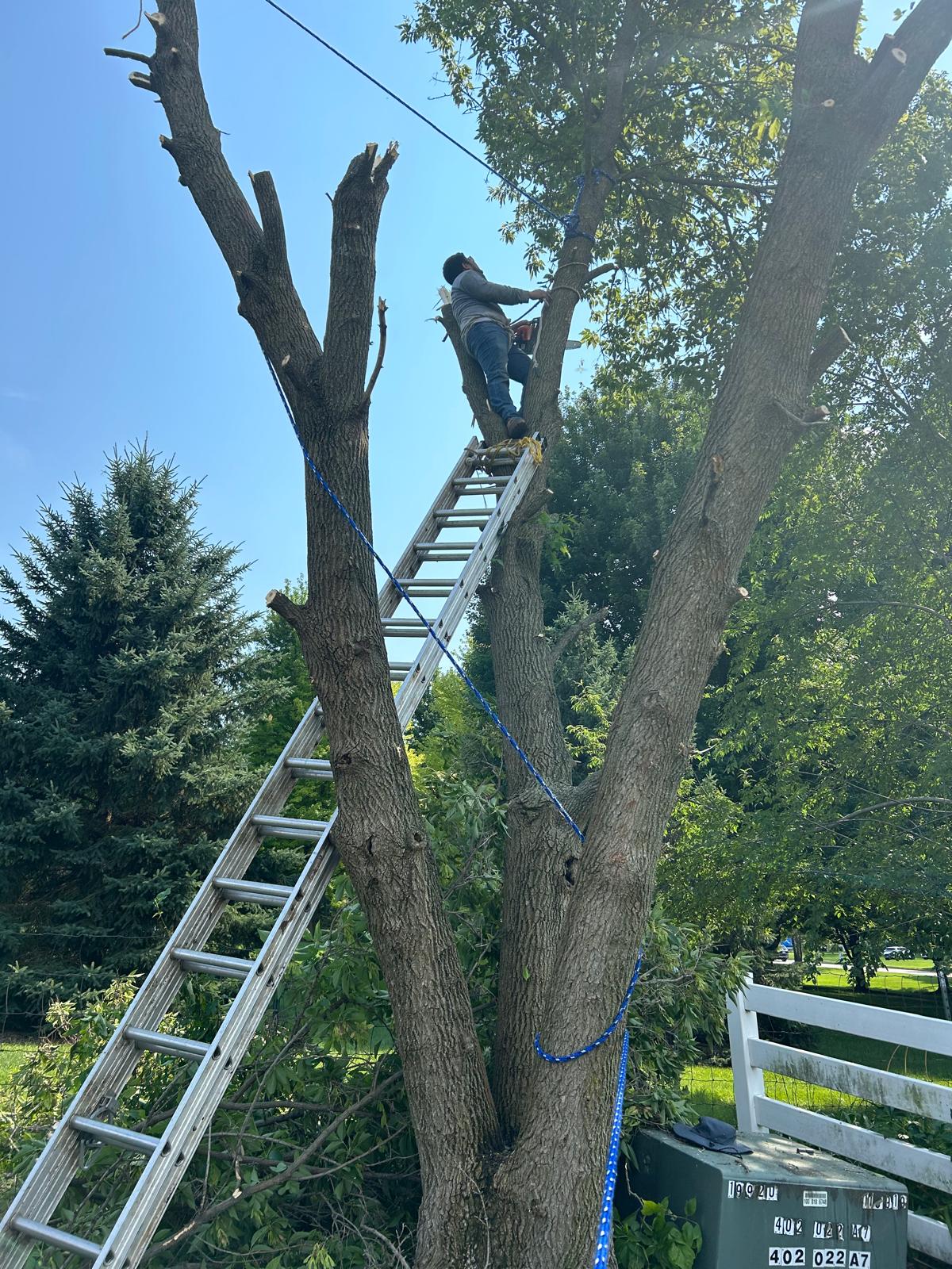 Woodstock Tree Trimming