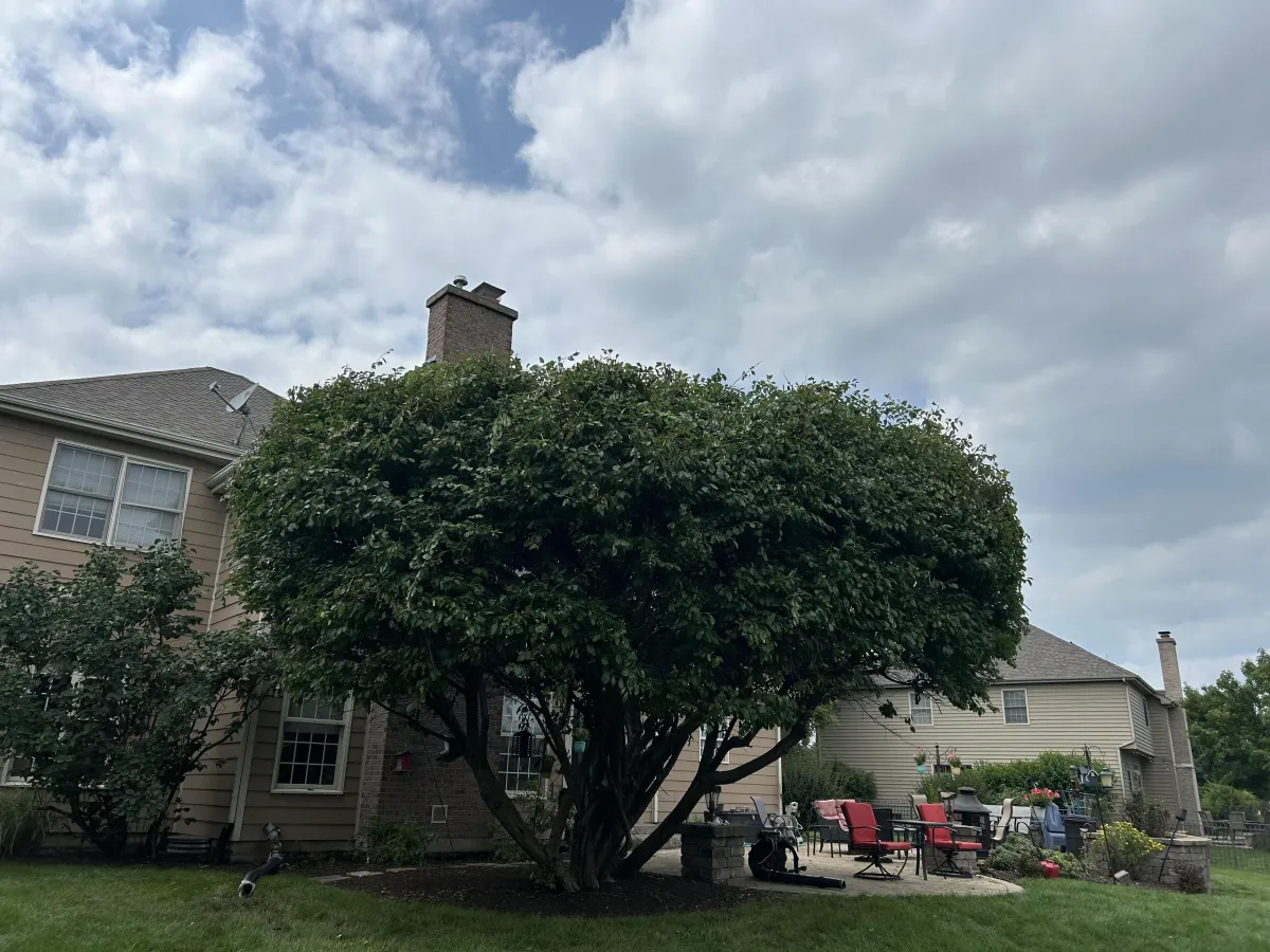 Tree Trimming in Woodstock