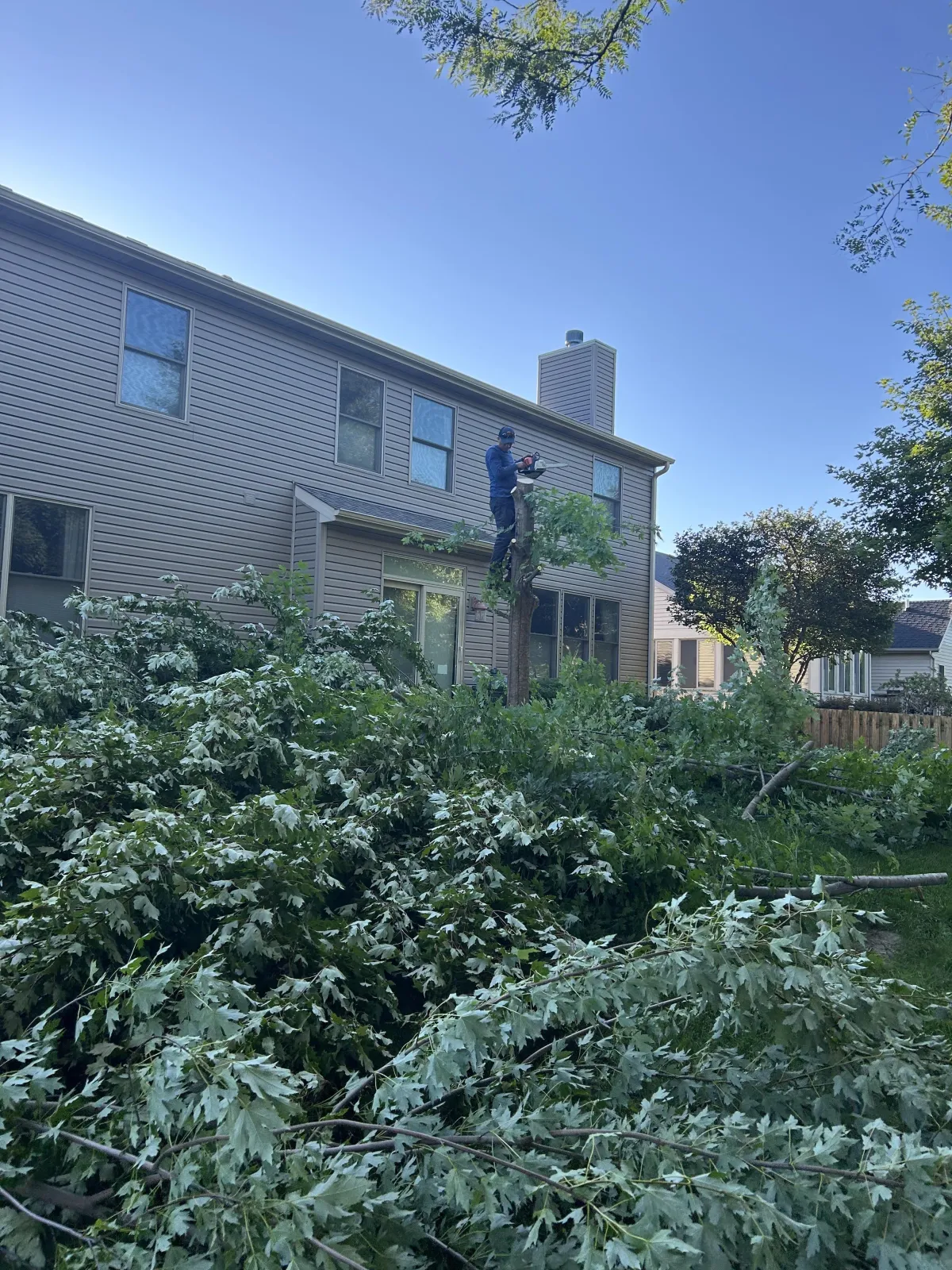 Tree Trimming
