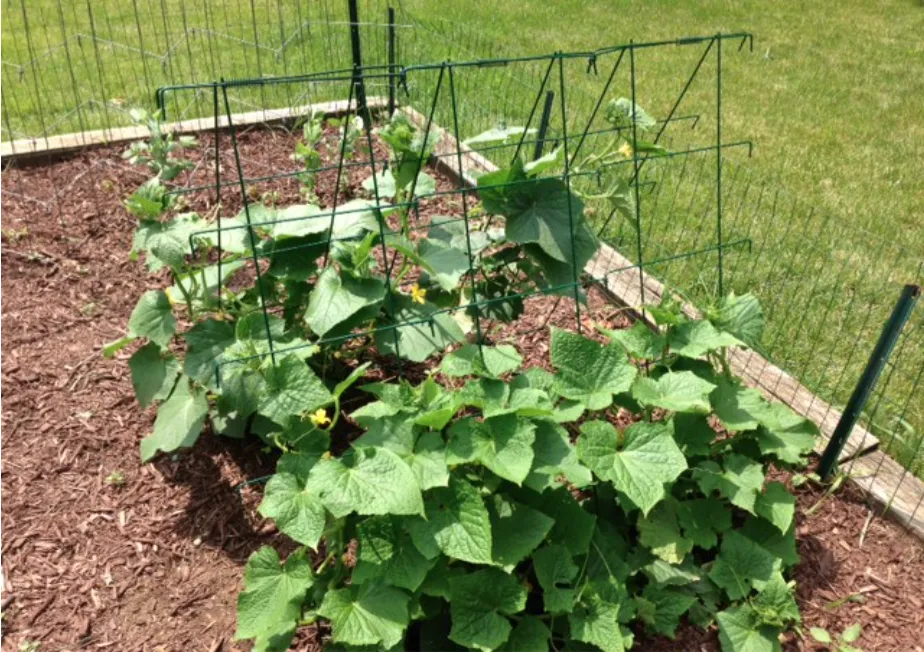 Cucumber Support