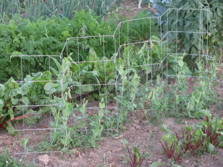 Pea Fence