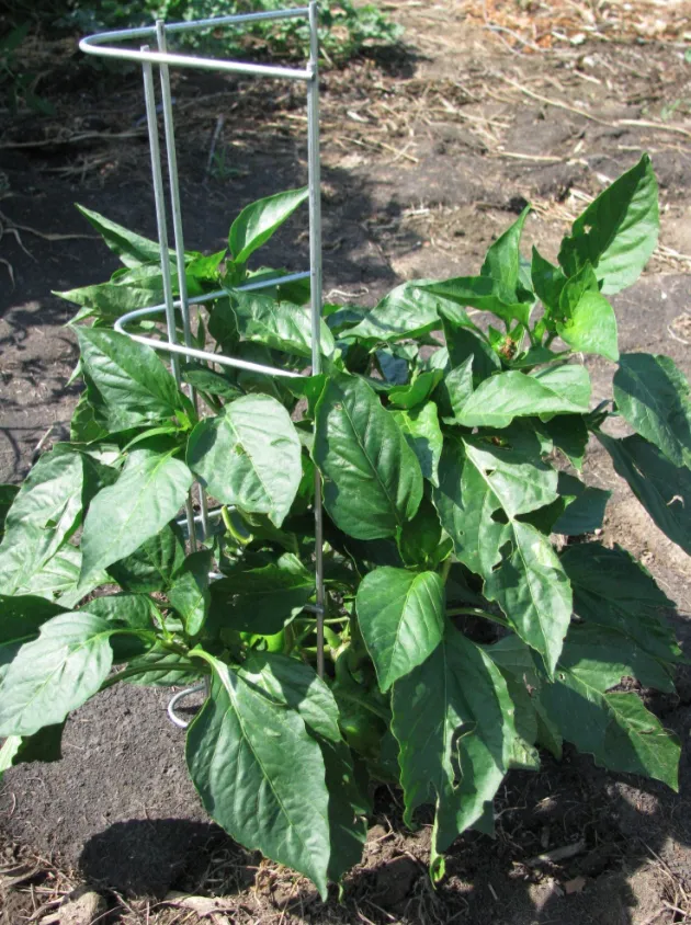 Pepper Support