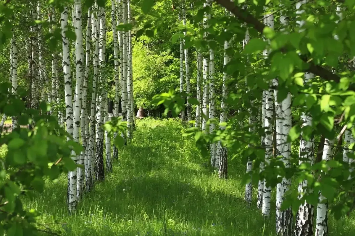 Grüner Birkenwald, symbolisiert Nachhaltigkeit und die Umweltinitiativen, die Gain Freedom unterstützt.