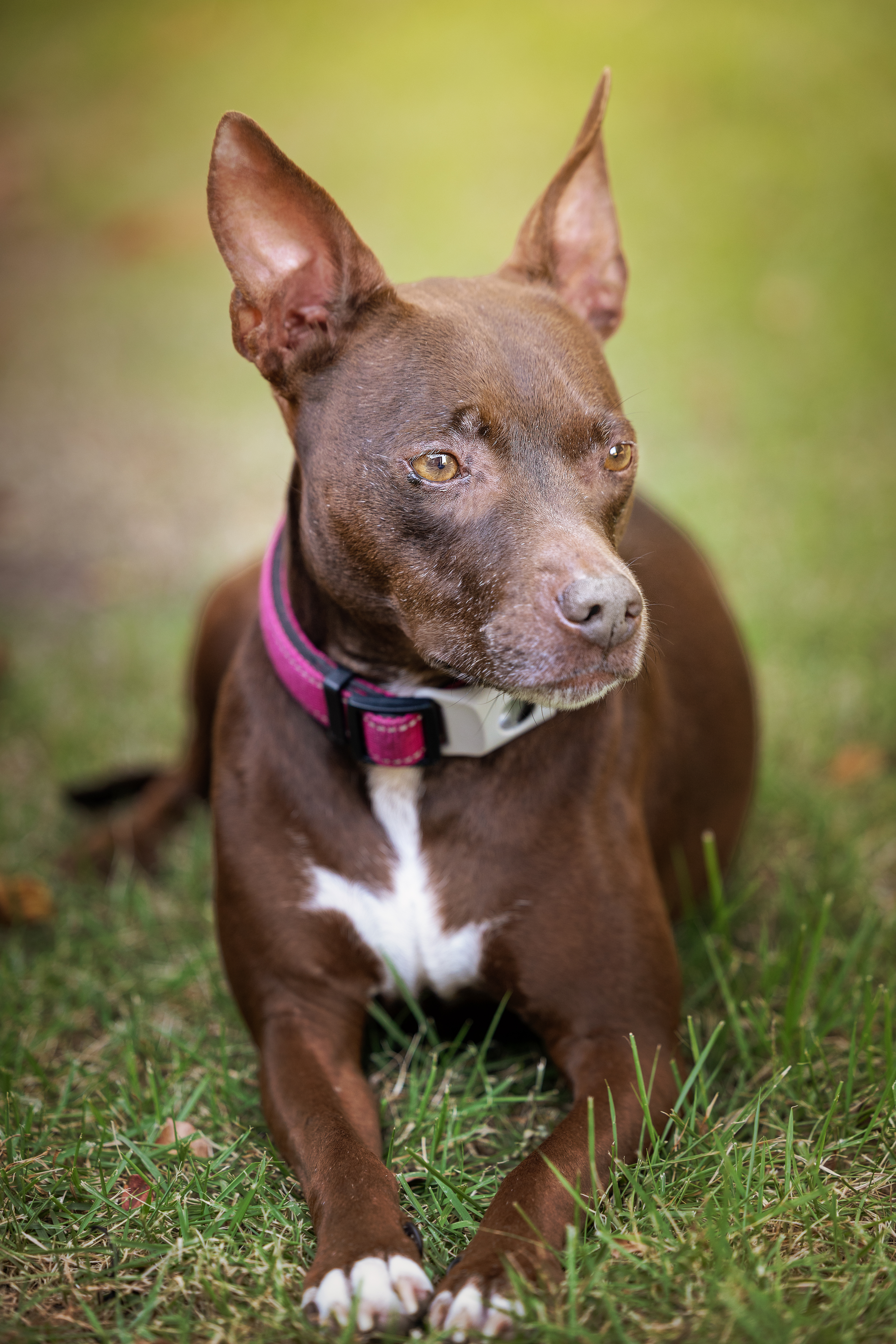 Photography for dogs,dog photos