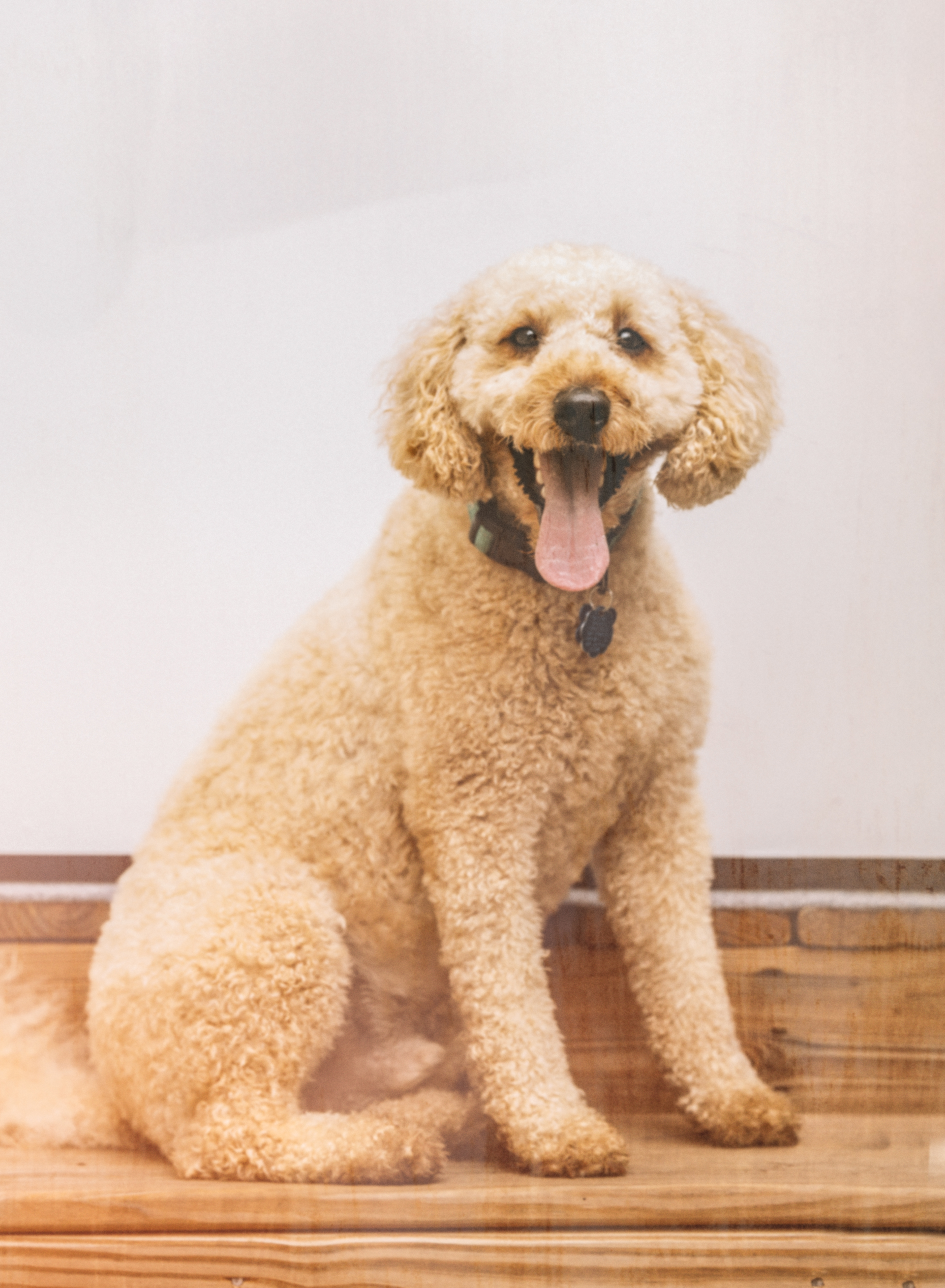 Dog Photographer, photo of a brown dog on a white background