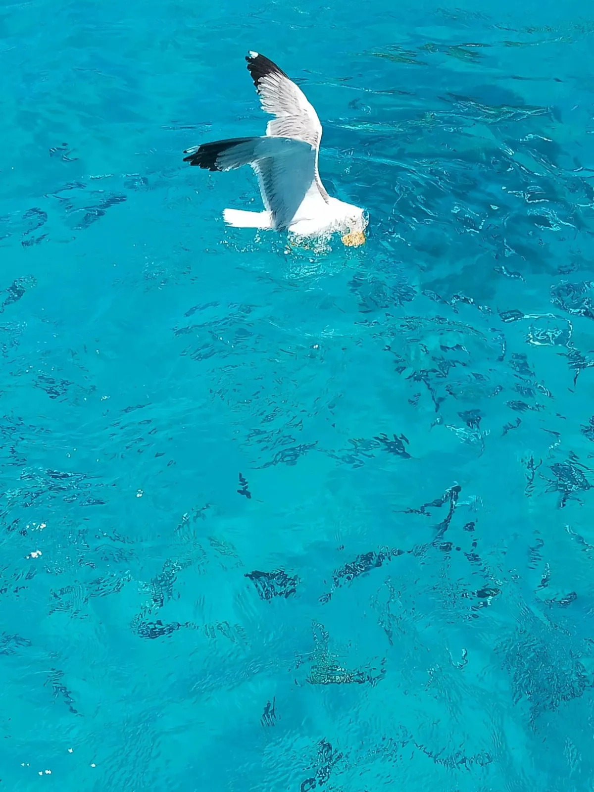 person wearing white dress shirt