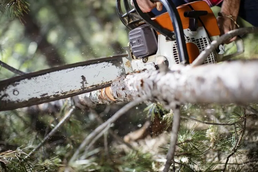 Tree Trimming Services