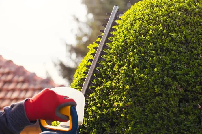 Tree Trimming