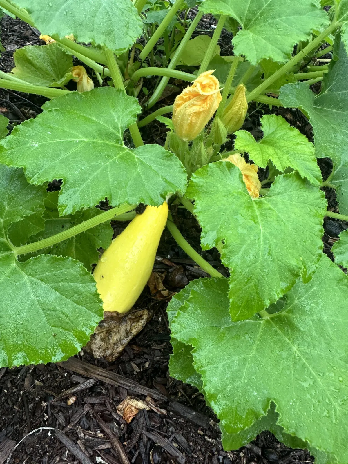 Garden Fresh Squash 