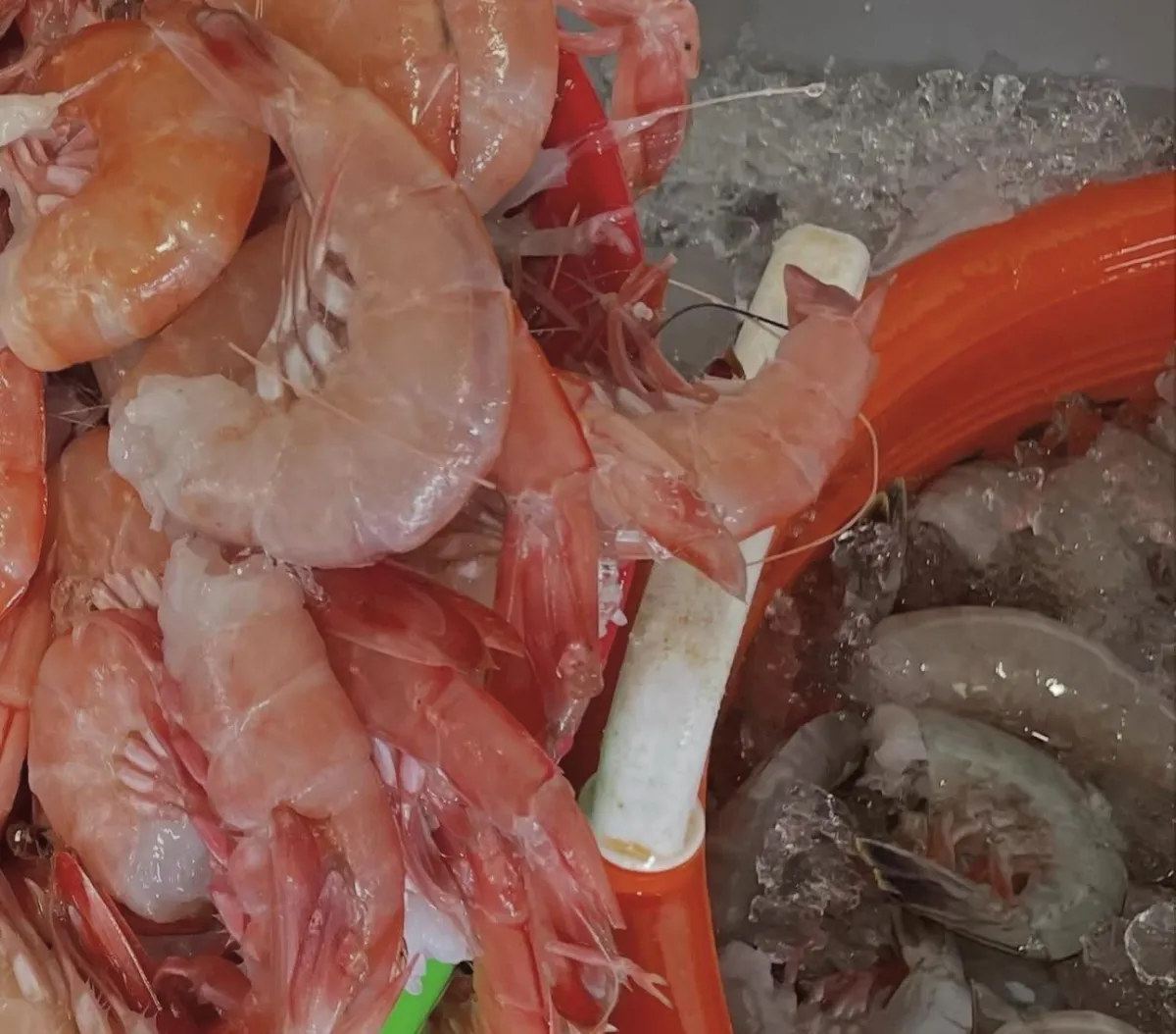 Fresh Royal Red SC Shrimp