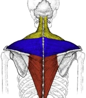 The Forgotten Muscles: The Lower Trap