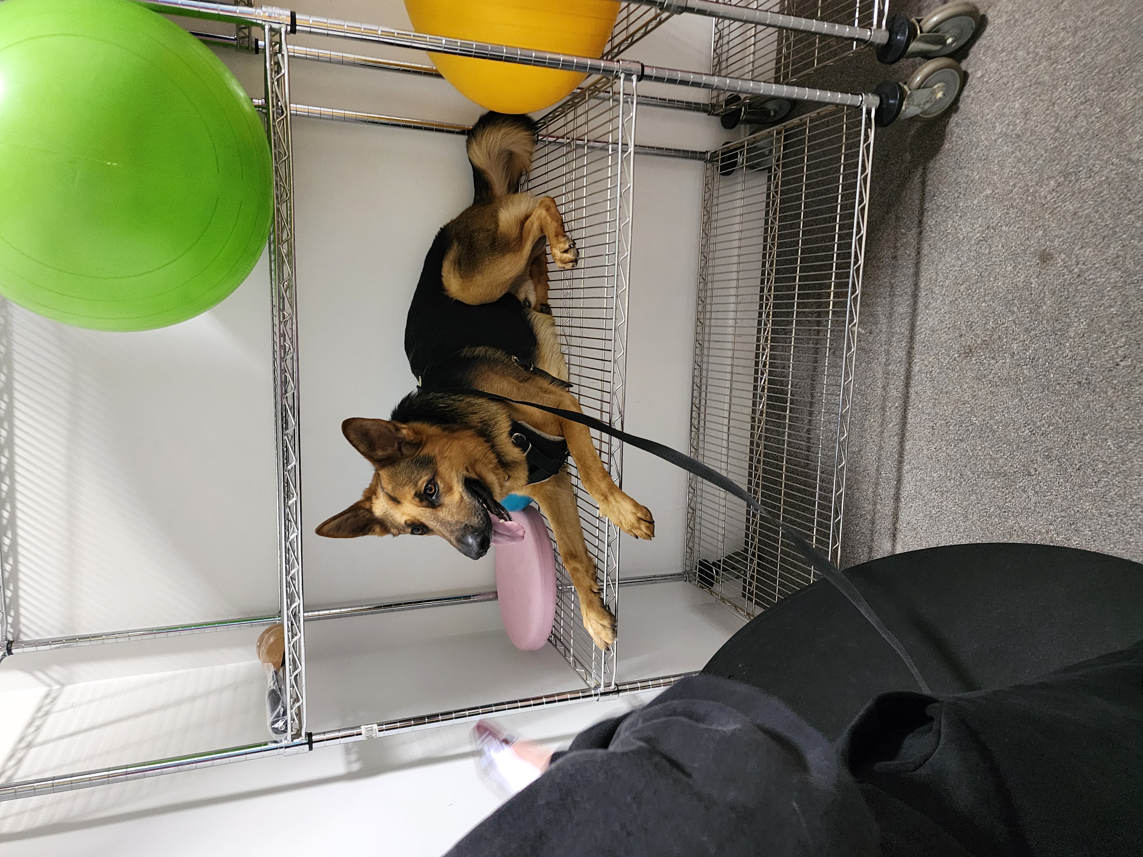 Scent Work, Train the Dawg, dog training