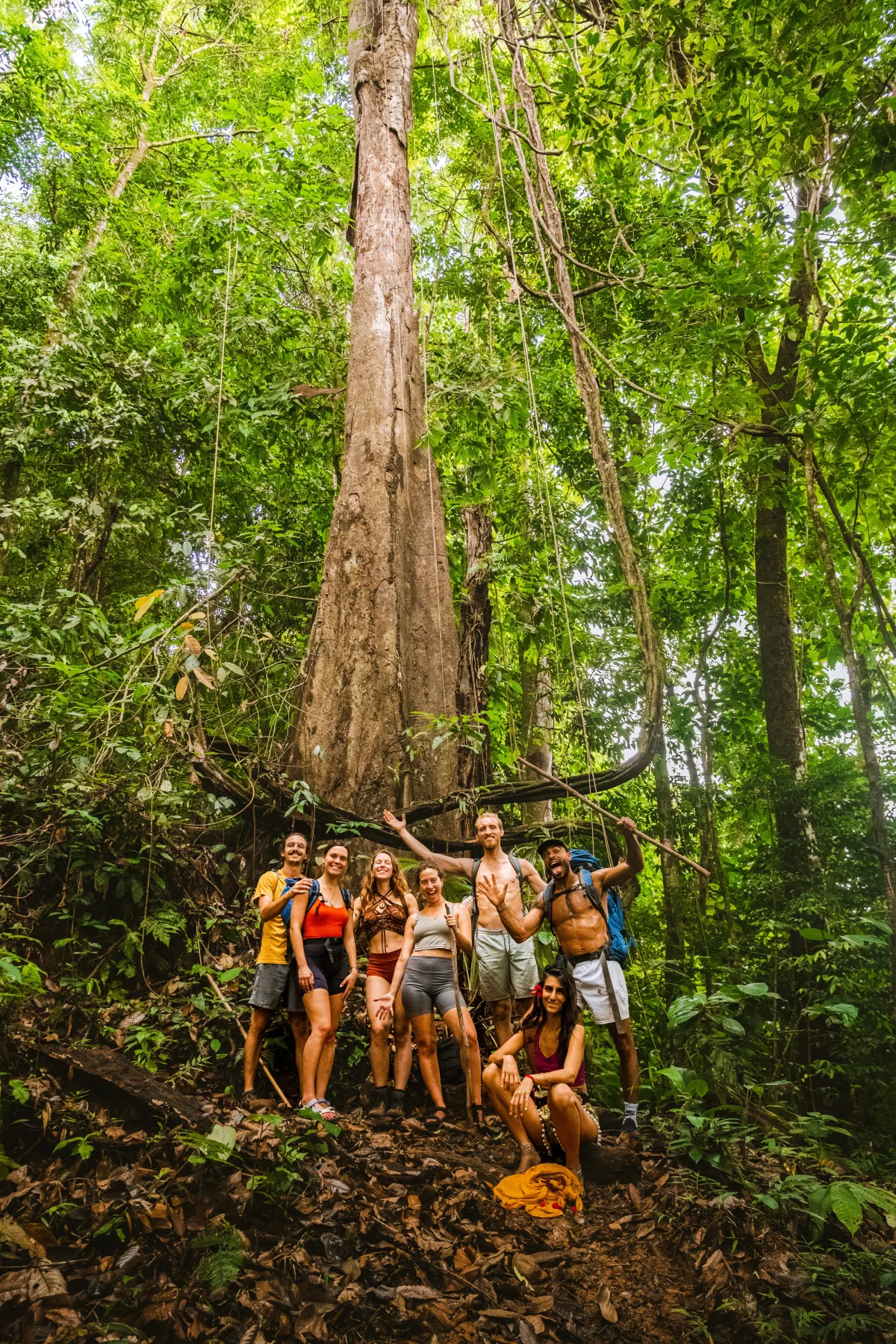 gulf fritillary butterfly perched on purple flowers