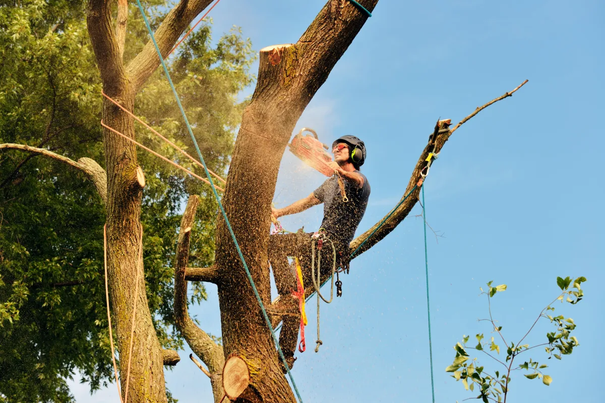 Monmouth County Tree Removal