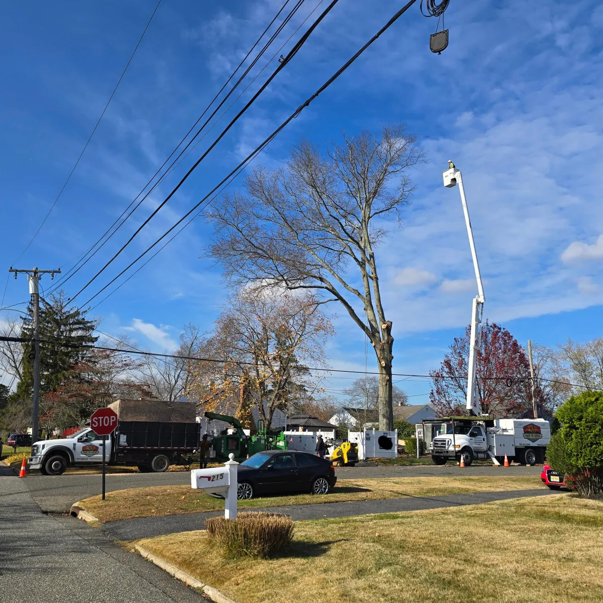 Monmouth County Tree Removal