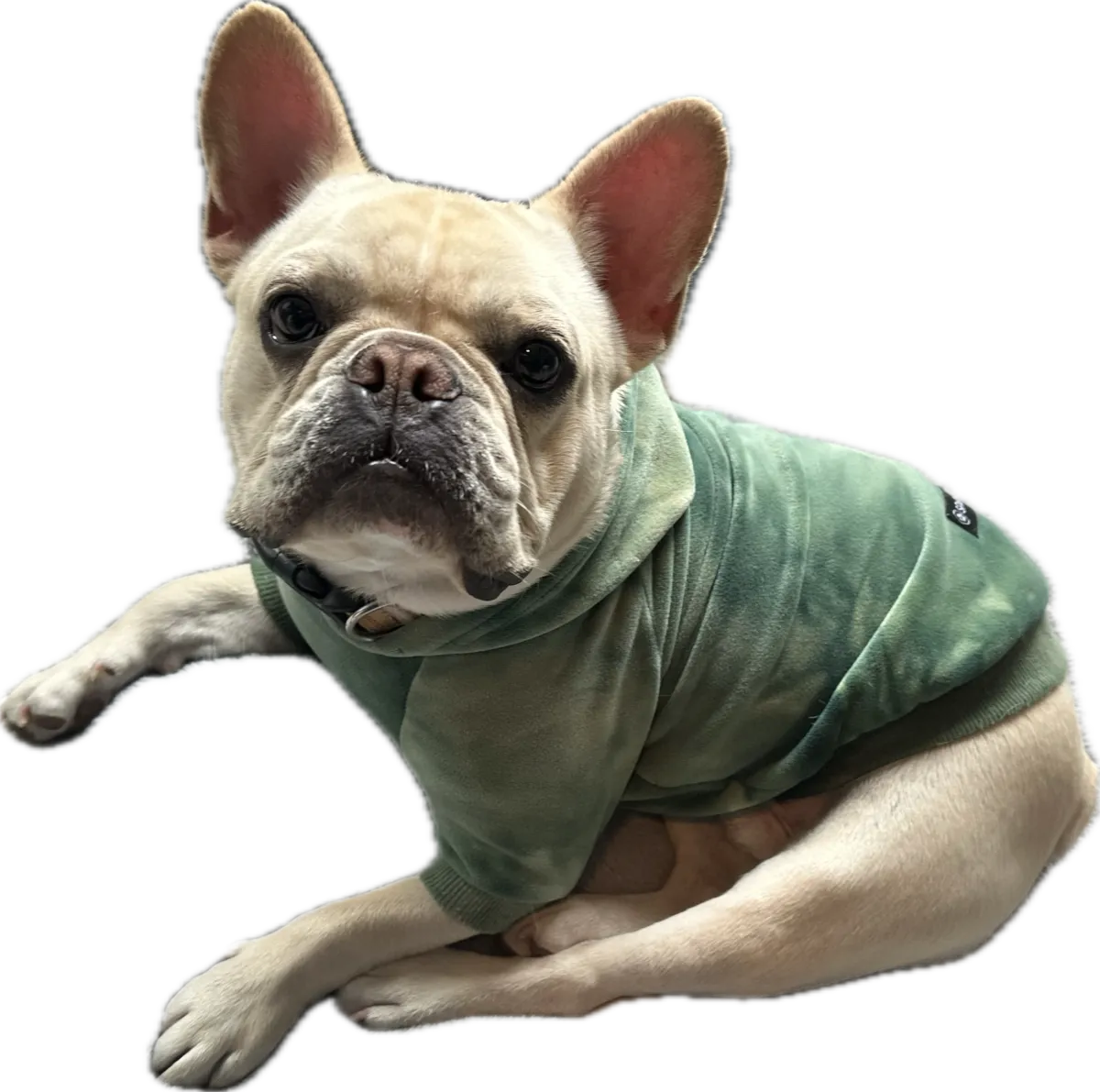 “Gizmo, Nicole’s fawn french bulldog, sitting calmly in a green hoodie — the unofficial mascot of We Thrive Collective, bringing warmth and joy to the workspace.”