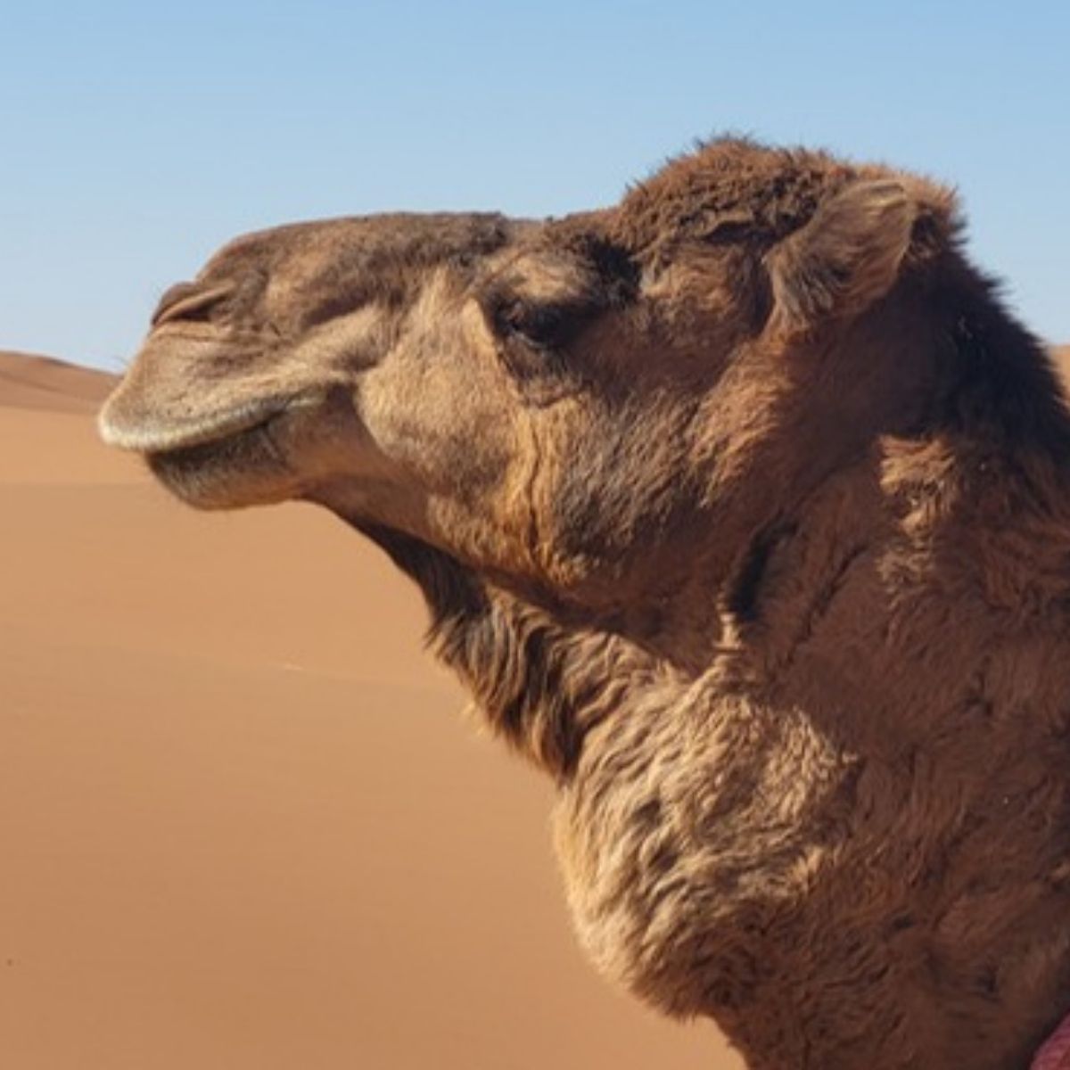 Nahaufnahme eines Dromedars in der Sahara