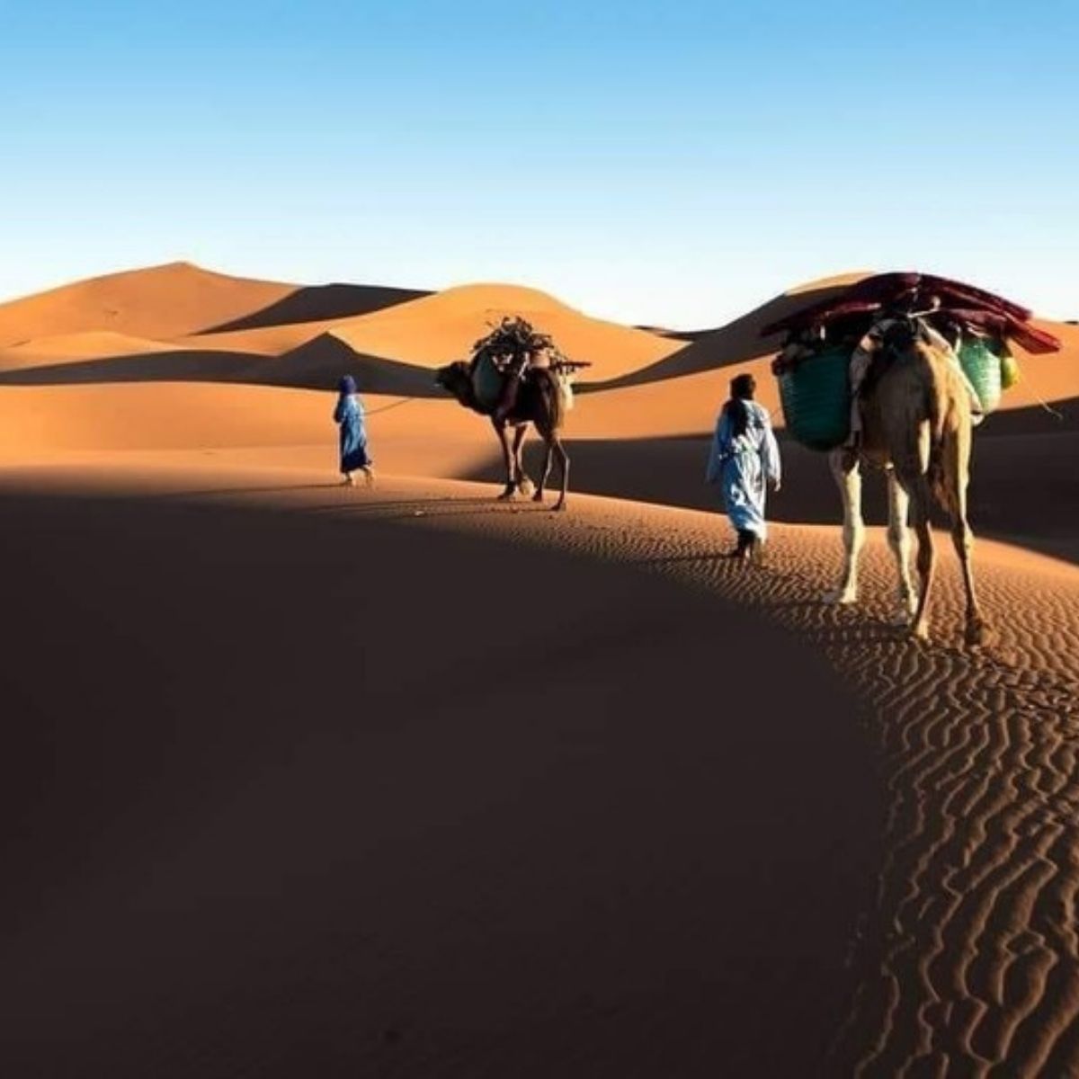 Guides führen ein Dromedar durch die Dünen der Sahara