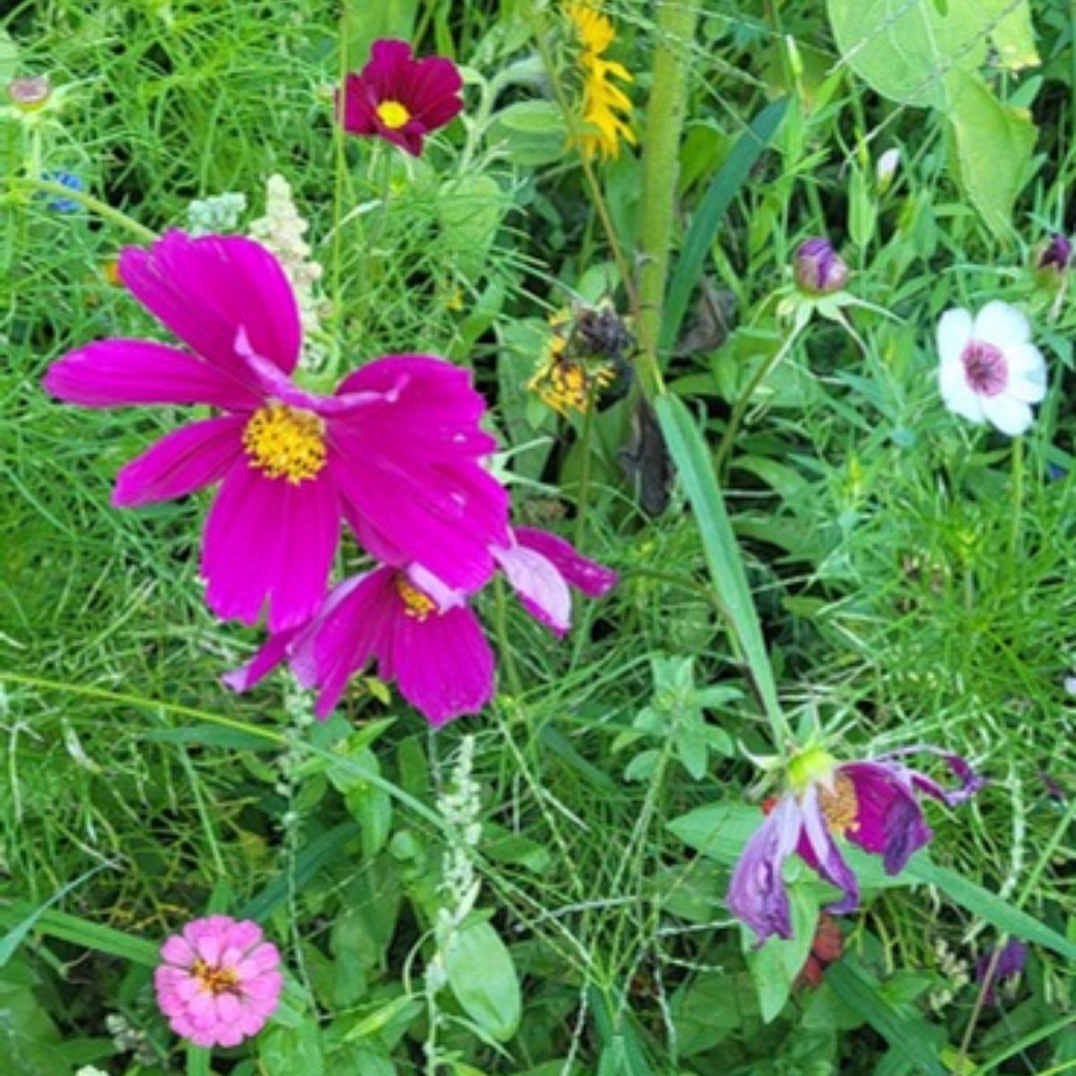 Wildblumenwiese vor dem Hotel