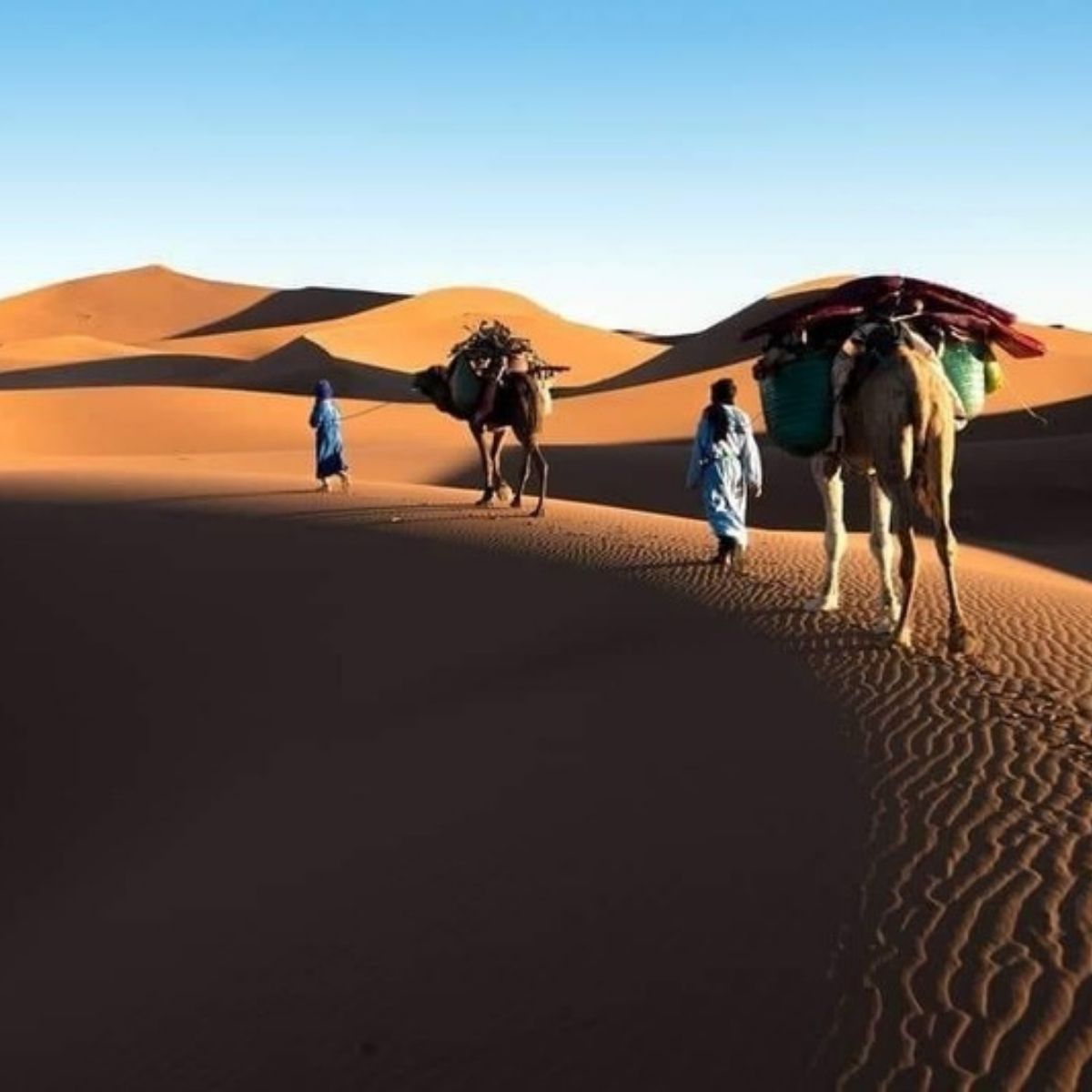 Wanderer mit Dromedaren in den Sanddünen der Sahara