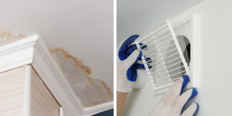 Eco-Friendly Mold Remediation Services in Santa Barbara