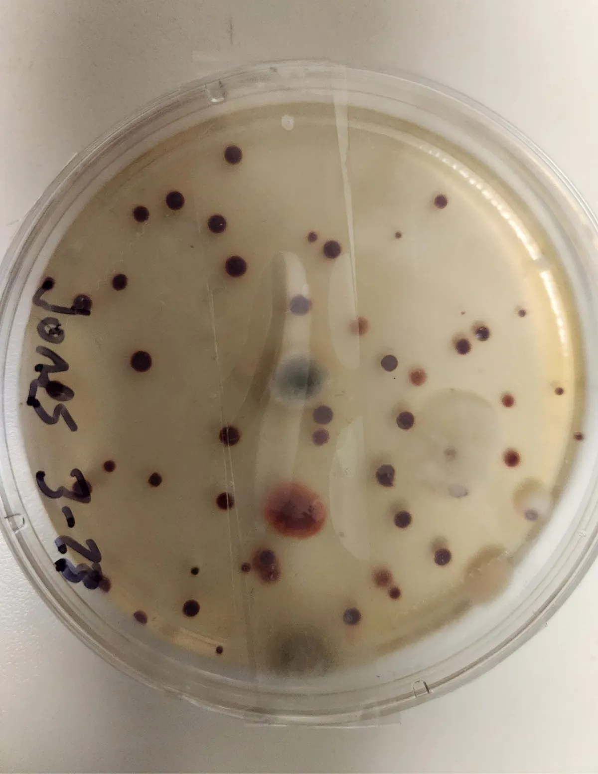 Mold Sample collected by Expert team at advance Clear Air Solutions