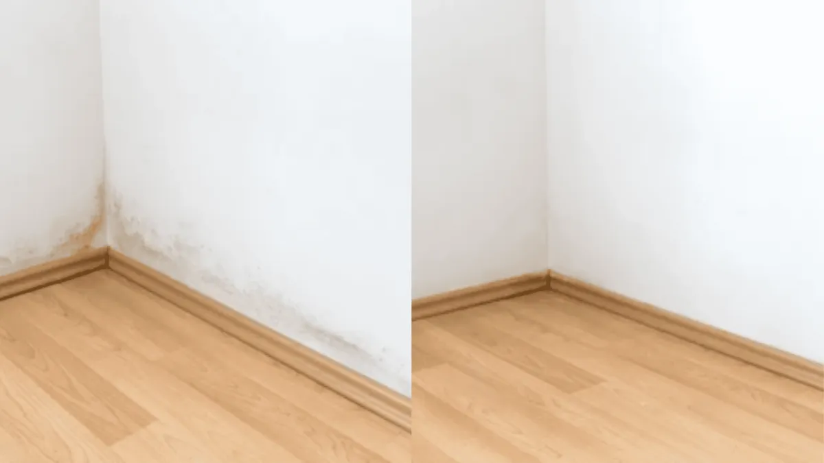 Eco-Friendly Mold Remediation Services in Santa Barbara