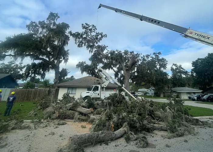 Hazardous Tree Removal in Manatee County