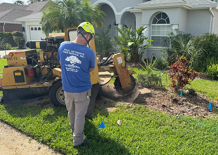 Tree Stump Removal in Manatee County