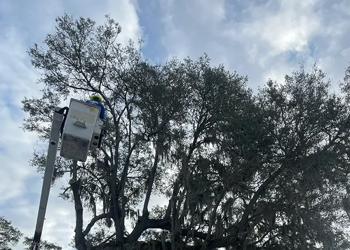 Tree Removal in Manatee County