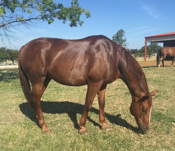 Ole Mans Blues "Blue"