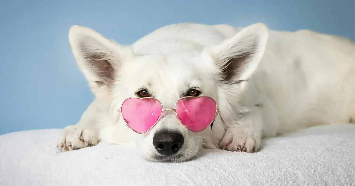 White dog with heart sunglasses laying on a bed