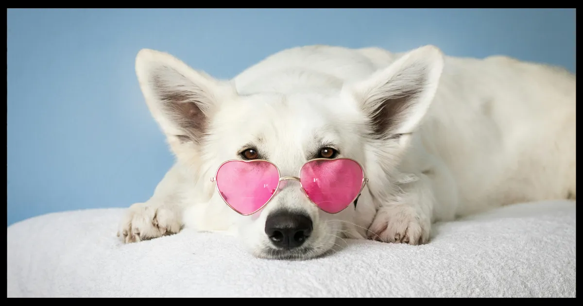 White dog with heart sunglasses laying on a bed