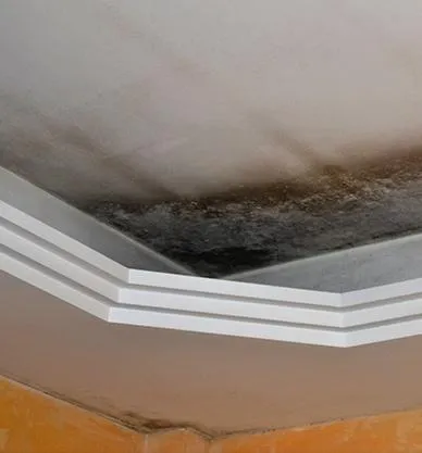 Mold On Ceilng