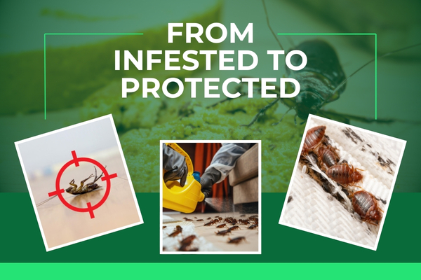 Pest control technician treating kitchen area for ant and roach infestation in Fort Myers home.